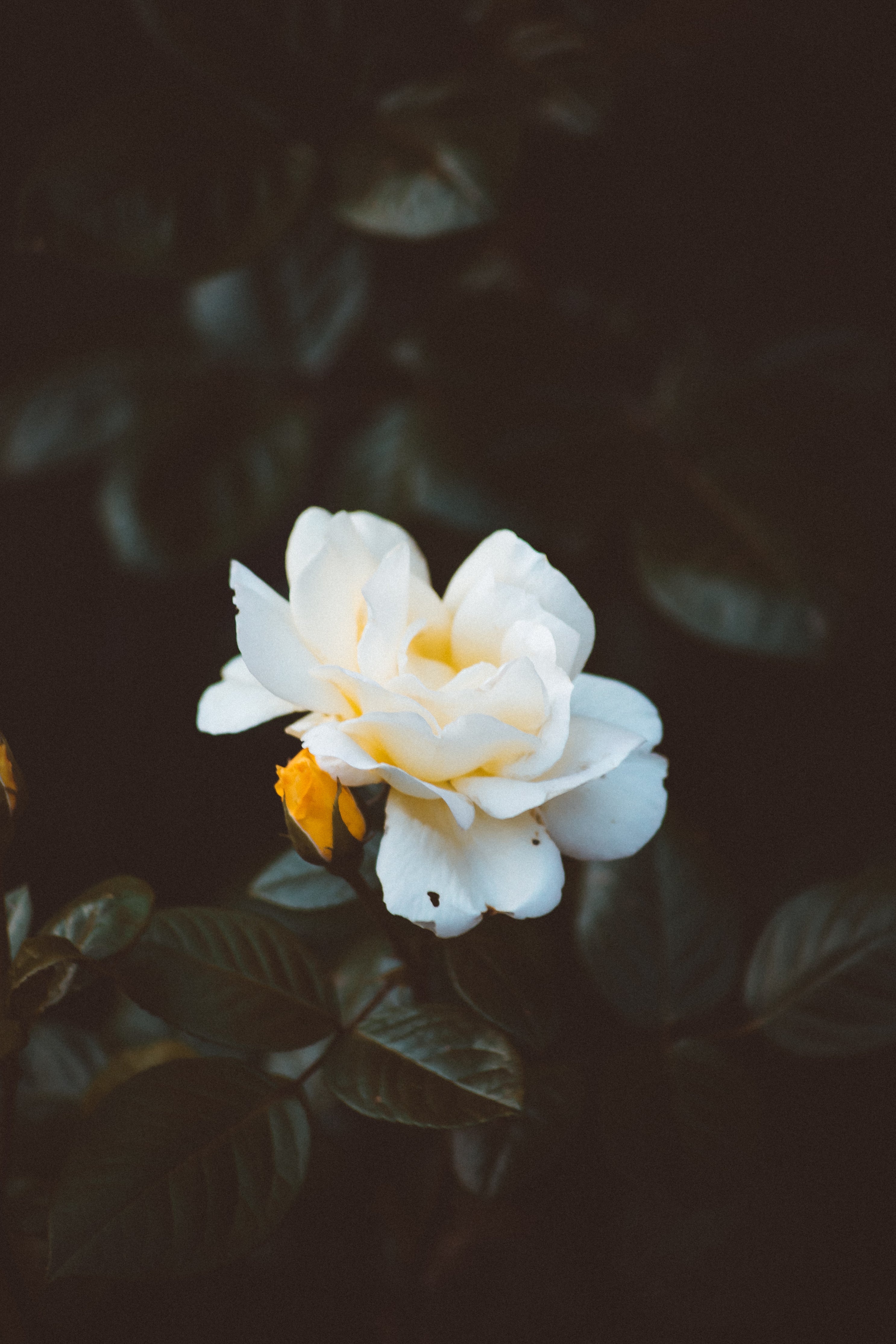 Sympathy and Funeral